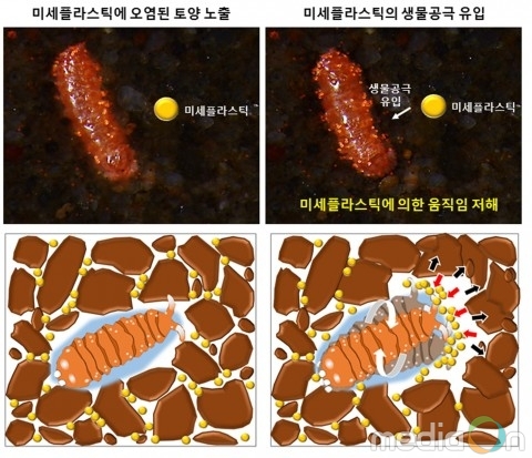 건국대 연구팀, 토양 속 미세플라스틱 생물 행동 교란 규명